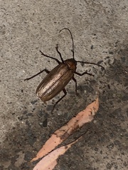 Agrianome spinicollis