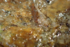Elmidae