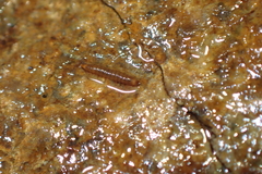Elmidae