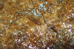 Elmidae