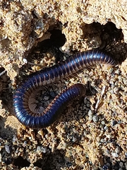 Pachyiulus flavipes