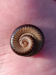 Pachyiulus flavipes
