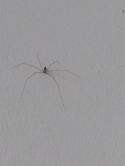 Crossopriza lyoni