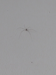 Crossopriza lyoni