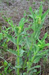 Xysmalobium undulatum