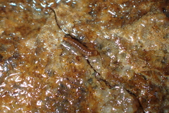 Elmidae