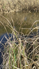 Zizania latifolia