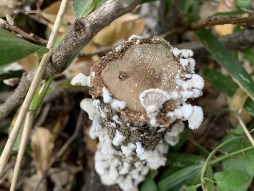 Schizophyllum commune