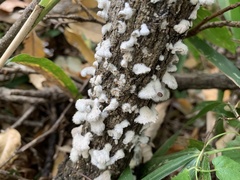 Schizophyllum commune