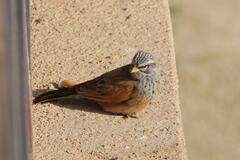 Emberiza sahari