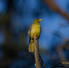 Manorina melanophrys