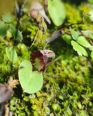 Corybas macranthus