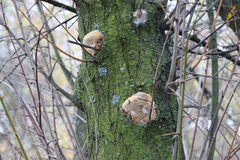 Phellinus pomaceus