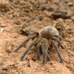 Theraphosinae