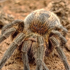 Theraphosinae