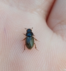 Melinopterus