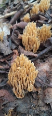Ramaria stricta