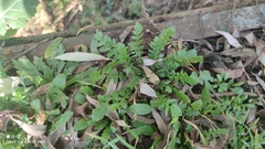 Capsella bursa-pastoris