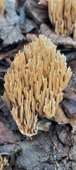 Ramaria stricta