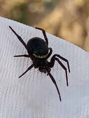 Steatoda paykulliana