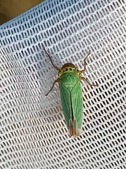 Cicadella viridis