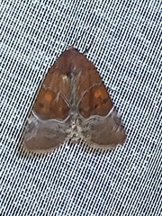 Hampsonodes