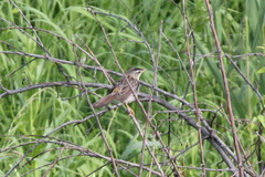 Helopsaltes certhiola