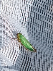 Cicadella viridis