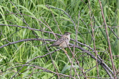 Helopsaltes certhiola