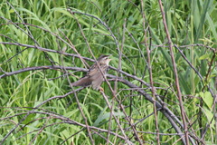 Helopsaltes certhiola