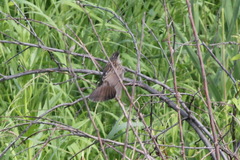 Helopsaltes certhiola