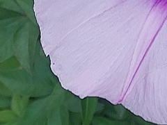 Ipomoea cairica