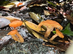 Cantharellus concinnus
