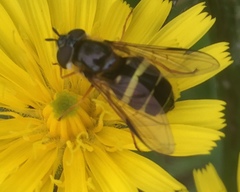 Dasysyrphus tricinctus