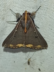 Rejectaria cocytalis