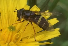 Dasysyrphus tricinctus