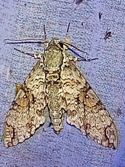 Manduca florestan