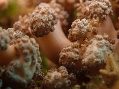 Asterospicularia randalli