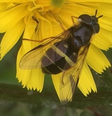 Dasysyrphus tricinctus