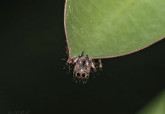 Salticidae
