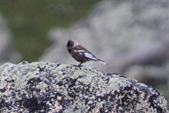 Leucosticte arctoa