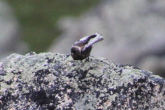 Leucosticte arctoa