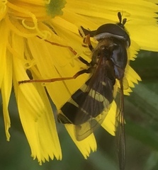 Dasysyrphus tricinctus