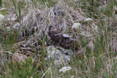 Leucosticte arctoa