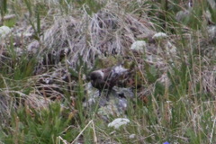 Leucosticte arctoa
