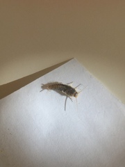 Ctenolepisma longicaudatum