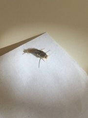 Ctenolepisma longicaudatum