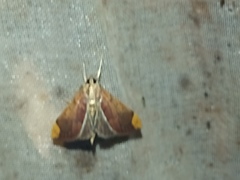 Pyraustinae