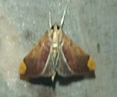 Pyraustinae