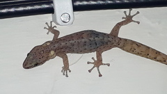 Afrogecko porphyreus